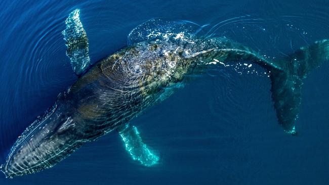 Humpback whales abound. Picture: Joanna Marchi.