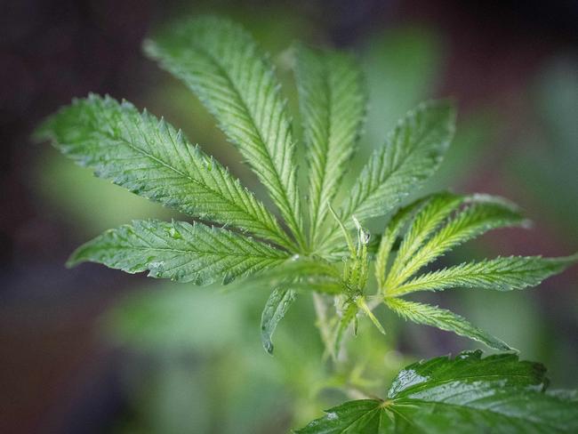 A marijuana plant is seen in a greenhouse in Mendocino County, California. Picture: AFP