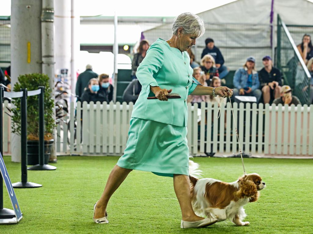 Donna Dickson with her 2-year-old Cavalier King Charles spaniel, Harlow, during the 2022 Ekka dog show. Picture: Zak Simmonds