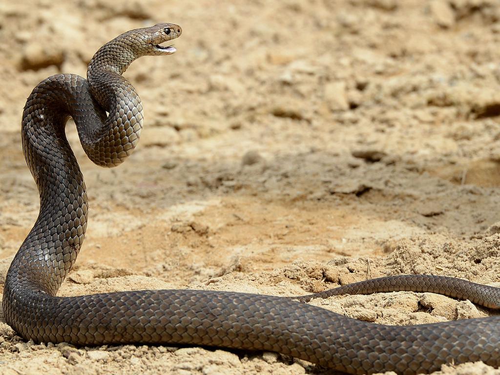 Eastern brown snake.