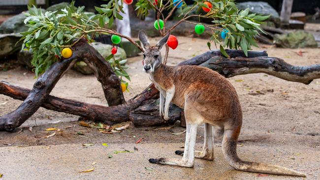 Hang out with kangaroos at Taronga Zoo.