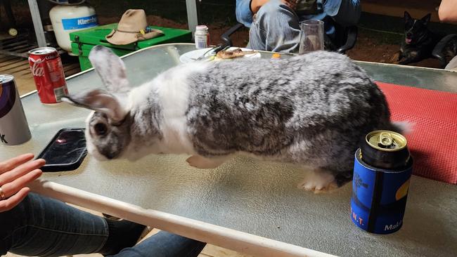 Bimbo the big and friendly bunny from Katherine. Picture: Supplied