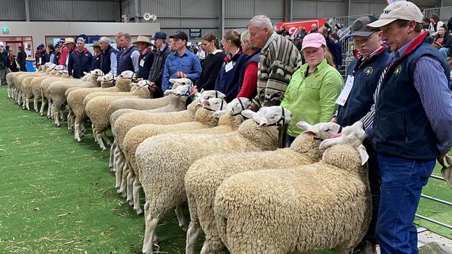 Judging of one of the Border Leicester classes at the Australian sheep and wool show at Bendigo.