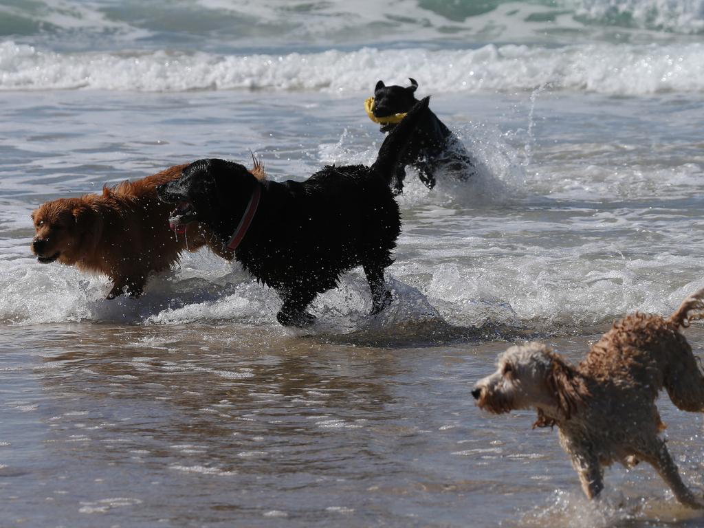 Doggos of the Spit Gallery | The Advertiser