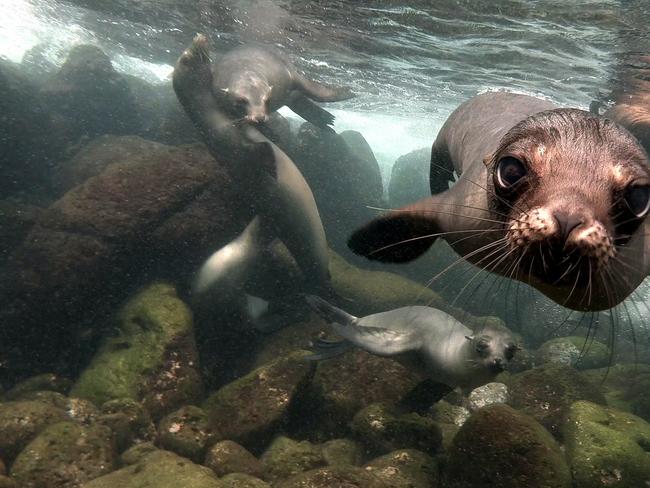 An underwater photo of curious sea lions.