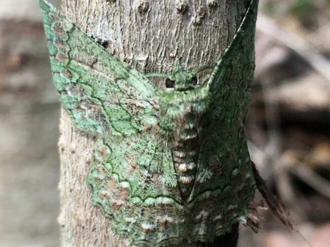 BALLINA BOY: 7 year old Jarrah, and his beautiful camouflagedmoth on the tree photo which won him the prestigious contest.