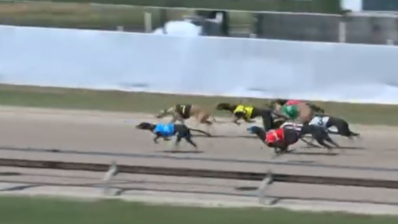 Greyhound Boss Lady in blue in the winning position at Ipswich in September. Picture: Facebook