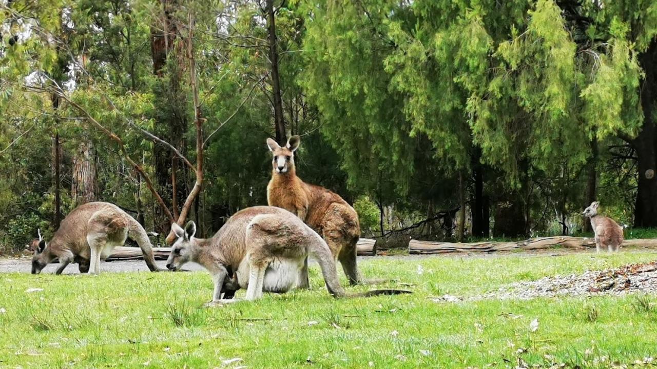 Lysterfield Park begins at the foothills of the Dandenong Ranges. Picture: Supplied