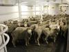 Investigation a blow for live sheep exports