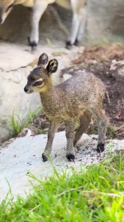 Baby Klipspringer Thrives at Oakland Zoo
