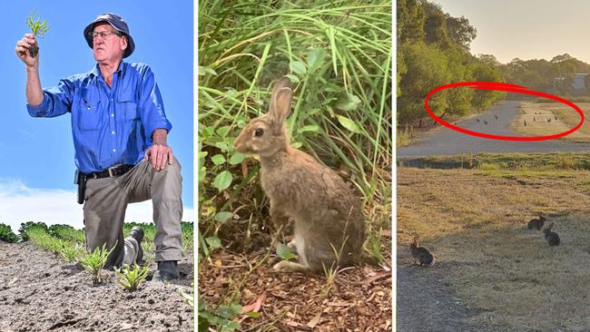 Rabbit plague adelaide hills artwork for tiser