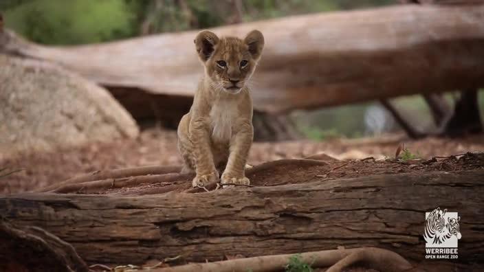 Werribee Zoo shows off new lion cubs