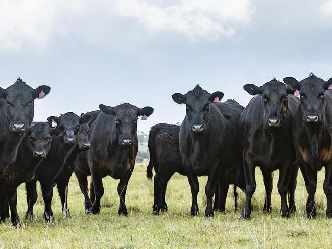 NEWS: Leal and Tim Squire-Wilson Beef cattle Leal and Tim Squire-Wilson produce prime beef using cell grazing methods on their farm at Wildwood. PICTURED: Leal and Tim on their farm at Wildwood with their beef cattle Picture: Zoe Phillips