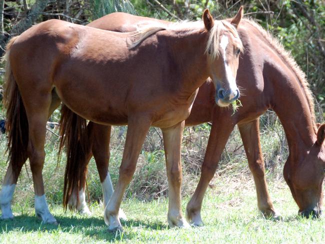 TWO HORSE MEAL:Two families of brumbies are getting closer and closer to town at Rainbow Beach. These two were eating grass in the park beside the surftower at the beach. Photo Craig Warhurst/The Gympie Times