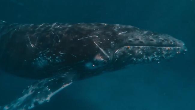 Stunning video of an unexpected encounter with a humpback whale has been shared on social media, quickly going viral.