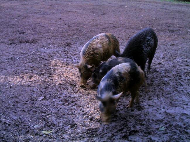 Feral pigs are a major problem throughout Far North Queensland. This sounder of swine was spotted near Mission Beach.