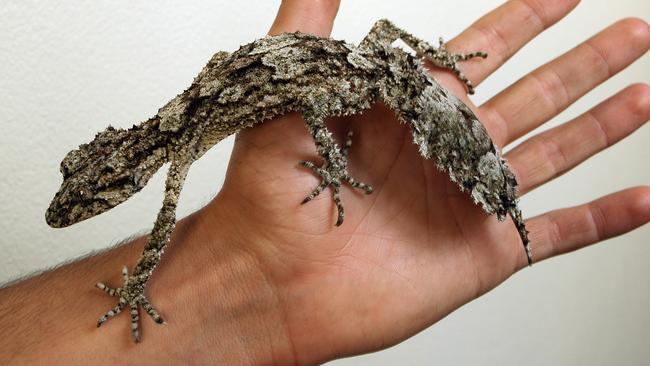 A leaf tail gecko.