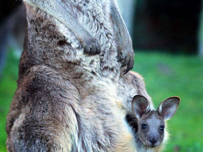 Kangaroo and her joey at the Currumbin Ecovillage.