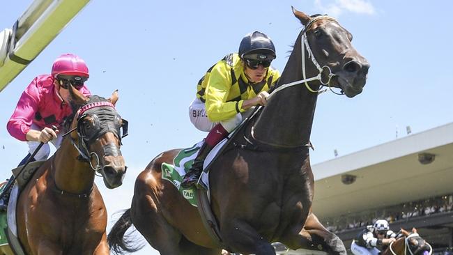 Handy mare Obey is a leading contender in the final even on Sunday. Picture: Bradley Photos