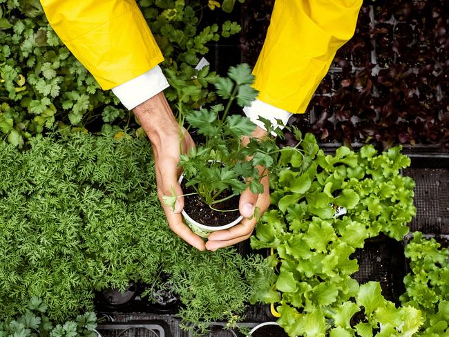 EMBARGO FOR TWAM 20 AUGUST 2022, FEE MAY APPLY.  Garden center worker arranging vegetables