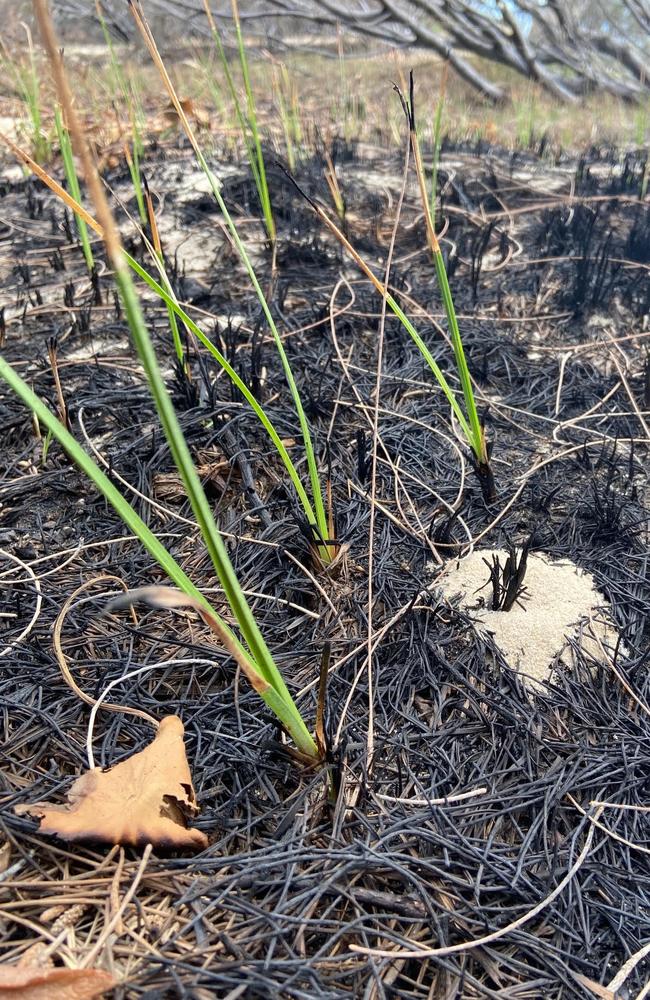 Green shoots of resilience on Fraser Island<a capiid="700cf5aba1ad53987d3d4d88d9ea849b" class="capi-link"> but the mayor says the fire has taken its tol</a>l.