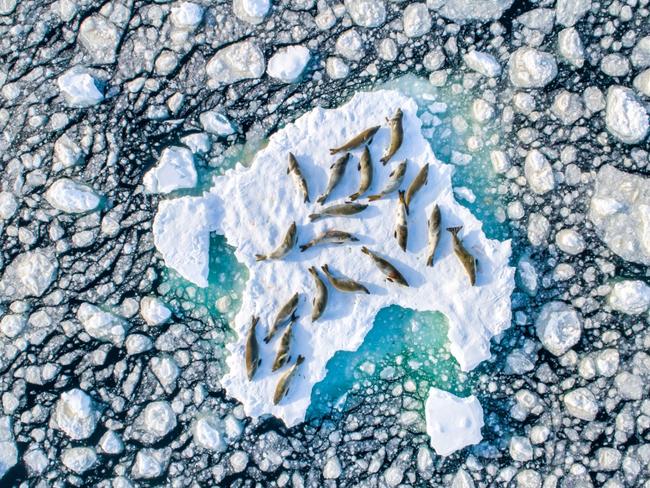 A group of Crabeater Seals resting on the ice of the Antarctic Peninsula between one dive and another, in search of food. Picture: Florian Ledoux/2019 Drone Awards