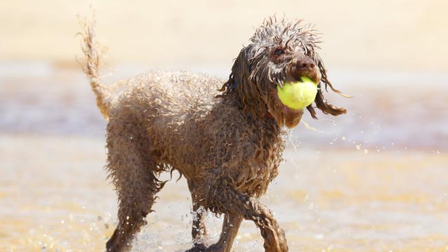 Millie the Miniature Labradoodle with her ball at Stumers Creek on the Sunshine Coast.