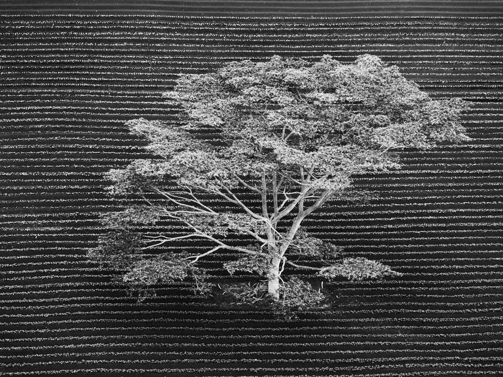 Lumix People’s Choice Award: Isolated by Anna Henly, UK/Wildlife Photographer of the Year 2018/Natural History Museum. Snapped from a helicopter, this isolated tree stands in a cultivated field on the edge of a tropical forest on Kauai, Hawaii. The manmade straight lines of the ploughed furrows are interrupted beautifully by nature’s more unruly wild pattern of tree branches.