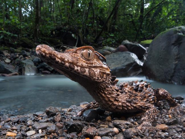 Runner-up Wildlife Portraits ... Jungle Dragon, A Smooth fronted caiman (Paleosuchus trigonatus) from the Peruvian jungle. They are the 2nd smallest crocodilian in the world, and make their homes in small jungle streams and may spend much of their time away from water. Picture: Anton Sorokin/WlidlifePhoto.com