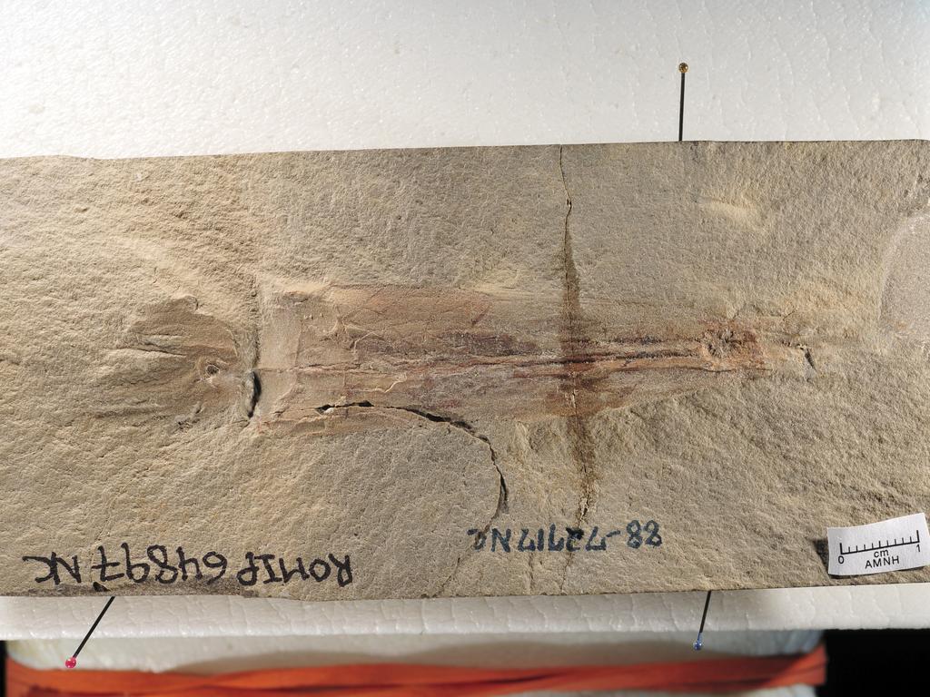 An exceptionally well-preserved vampyropod fossil from the collections of the Royal Ontario Museum (ROM) that the new study is based on. The fossil was originally discovered in what is now Montana and donated to ROM in 1988. Source: American Museum of Natural History/S Thurston