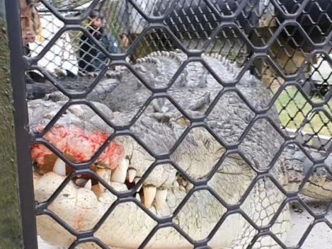 A 4.5m croc has been removed from the Fitzroy River at Rockhampton. Credit: Queensland Department of Environment and Science/7NEWS