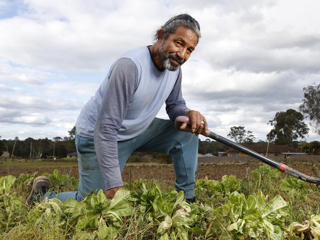 Farmer Hapi Fiefia with what is left of his lettuce crop after months of rain. Picture: Jonathan Ng