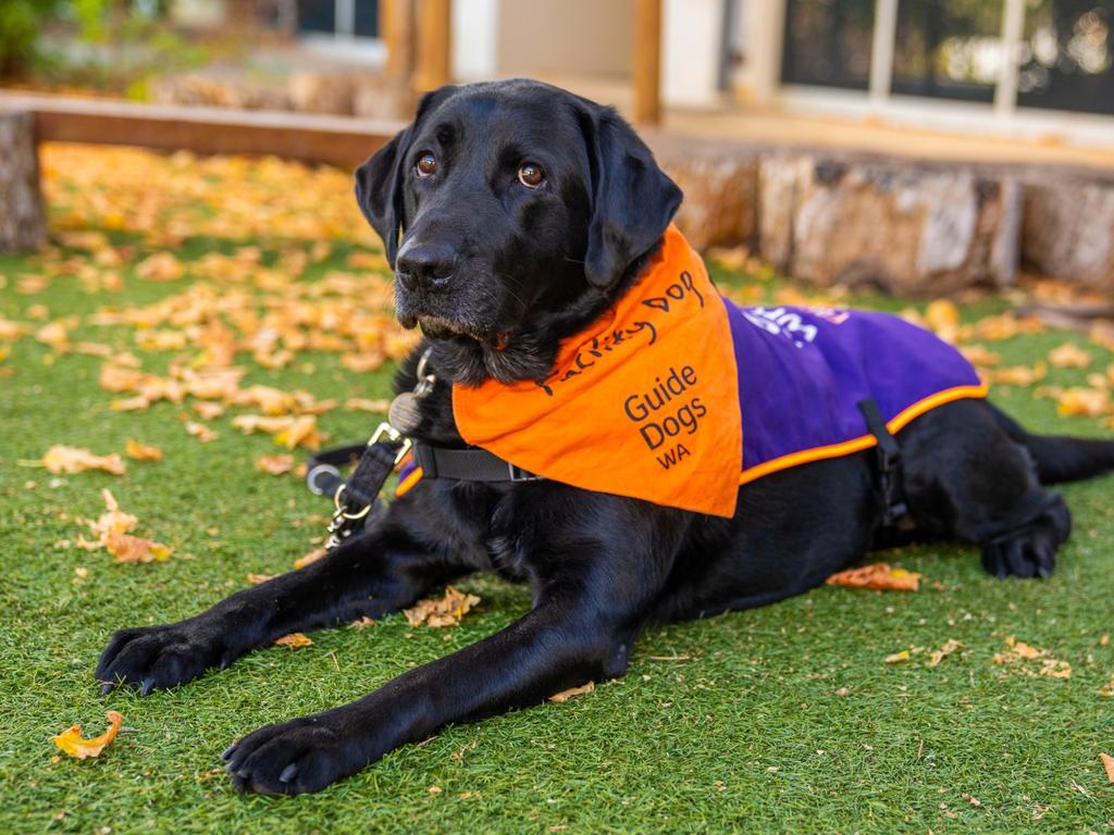 Winston, a Black Labrador Retriever, was specifically selected and trained by Guide Dogs WA to attend the Perth Children’s Court building