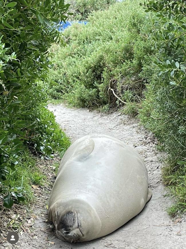 Neil the seal spotted at Bicheno over the past couple of days. Photo: Instagram