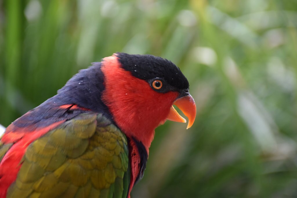 Getting up close with the birds at Maleny Botanic Gardens and Bird World. Picture: Mark Furler