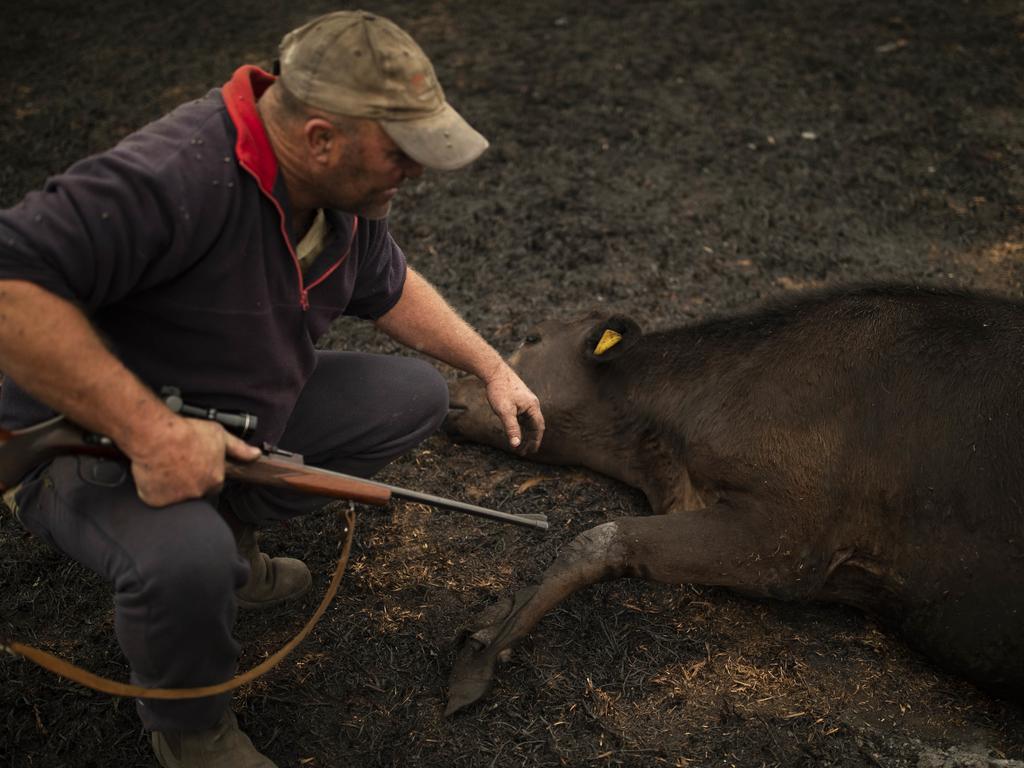 Mr Shipton inspects the burns on a calf he has just put down in his paddock. Picture: Sean Davey/AAP