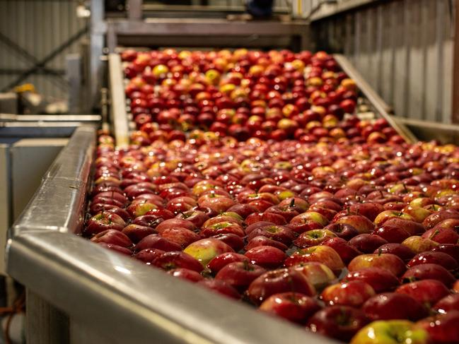 The Francis’ are the only pack-house in the world with organic AI grading PHOTO: Tia Watson, TL Photography