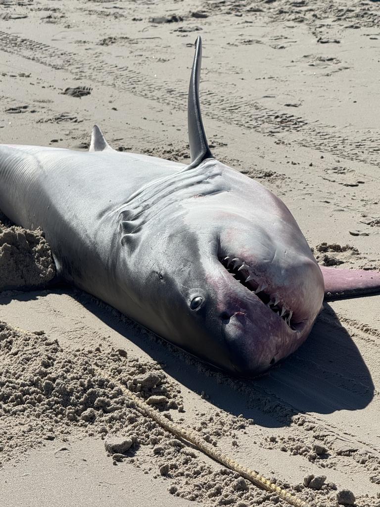 Another great white shark has washed up on an Adelaide beach. Picture Casey Treloar/7News