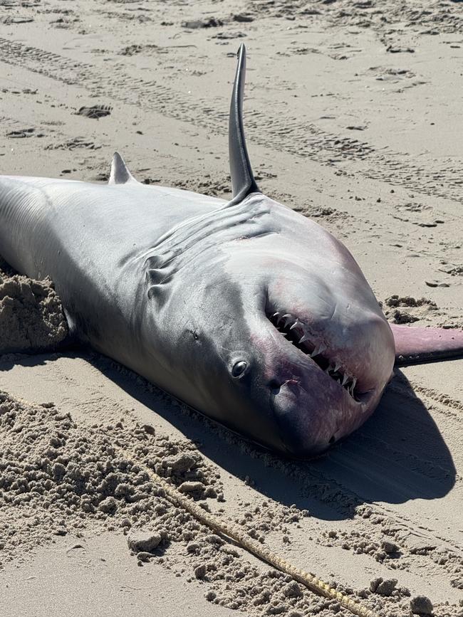 Another great white shark has washed up on an Adelaide beach. Picture Casey Treloar/7News