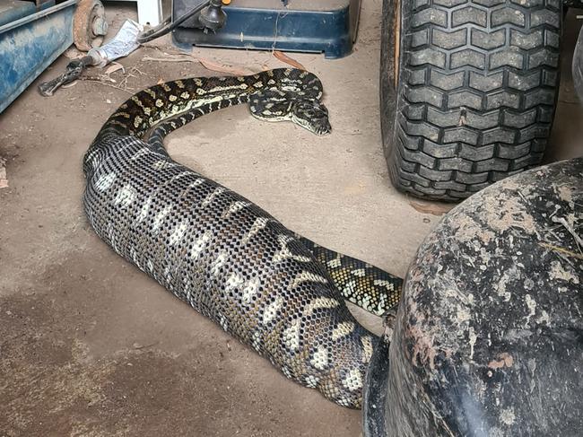 This photo of a python digesting a big feed has gone viral on social media. Picture: Sunshine Coast Snake Catchers 24/7.