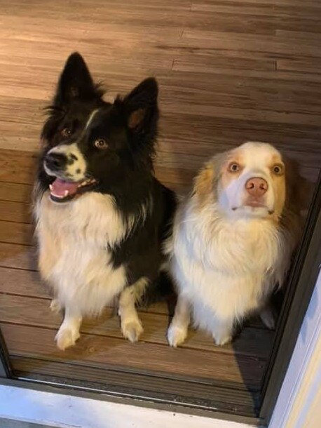 Tassie's Pawfect Pairs | Emma Murphy: Bella and Dusty