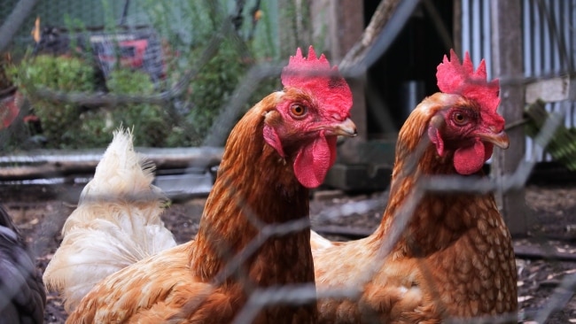 Cage-free eggs plan could spell disaster for farmers and hit consumers ...