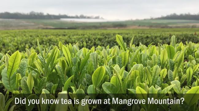 An amazing green tea growing industry is taking shape at Mangrove Mountain