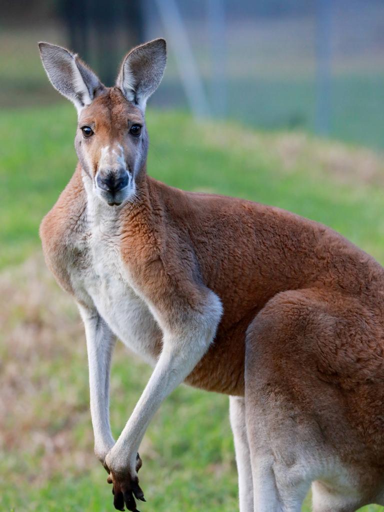 The kangaroo was dragged approximately 400m. File image. Picture: Angelo Velardo