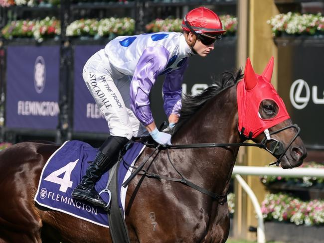 Savannah Cloud (NZ) on the way to the barriers prior to the running of  the The Elms Handicap at Flemington Racecourse on February 17, 2024 in Flemington, Australia. (Photo by George Sal/Racing Photos via Getty Images)