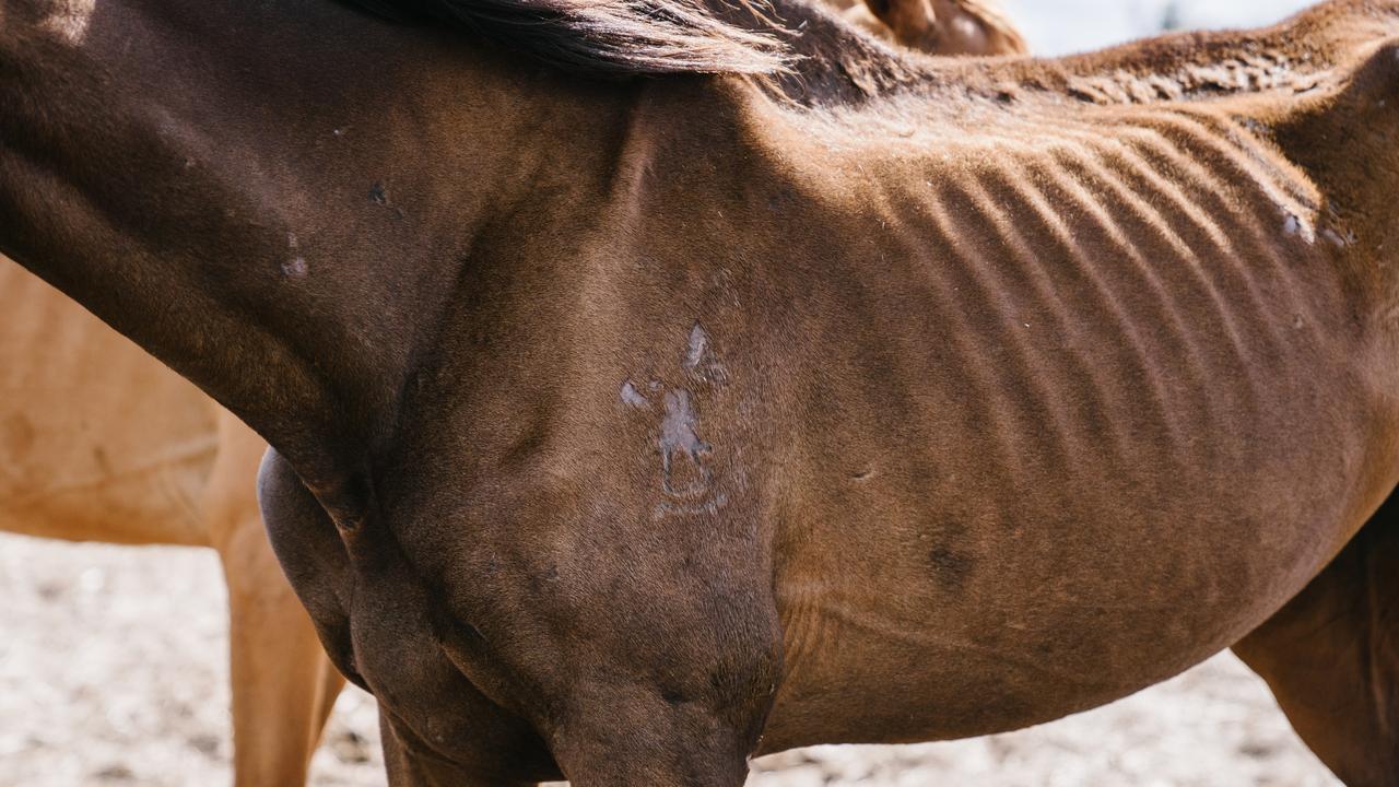 A number of dead and emaciated horses were allegedly found on a property to Toowoomba’s western outskirts.