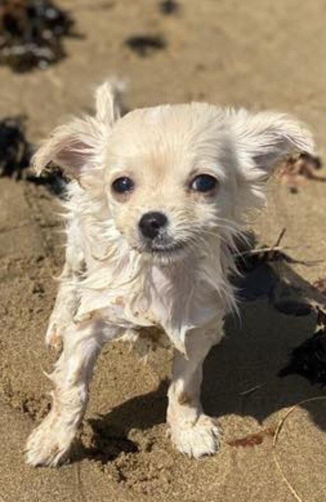 Lilo: Elise Kertland's 10 week old Long-haired Chihuahua