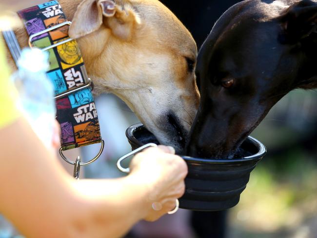 Two gentle giants share a drink at the rally.