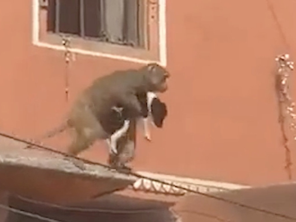 With the dog in one hand, the monkey leapt to a nearby balcony. Picture: Newslions Media/SWNS