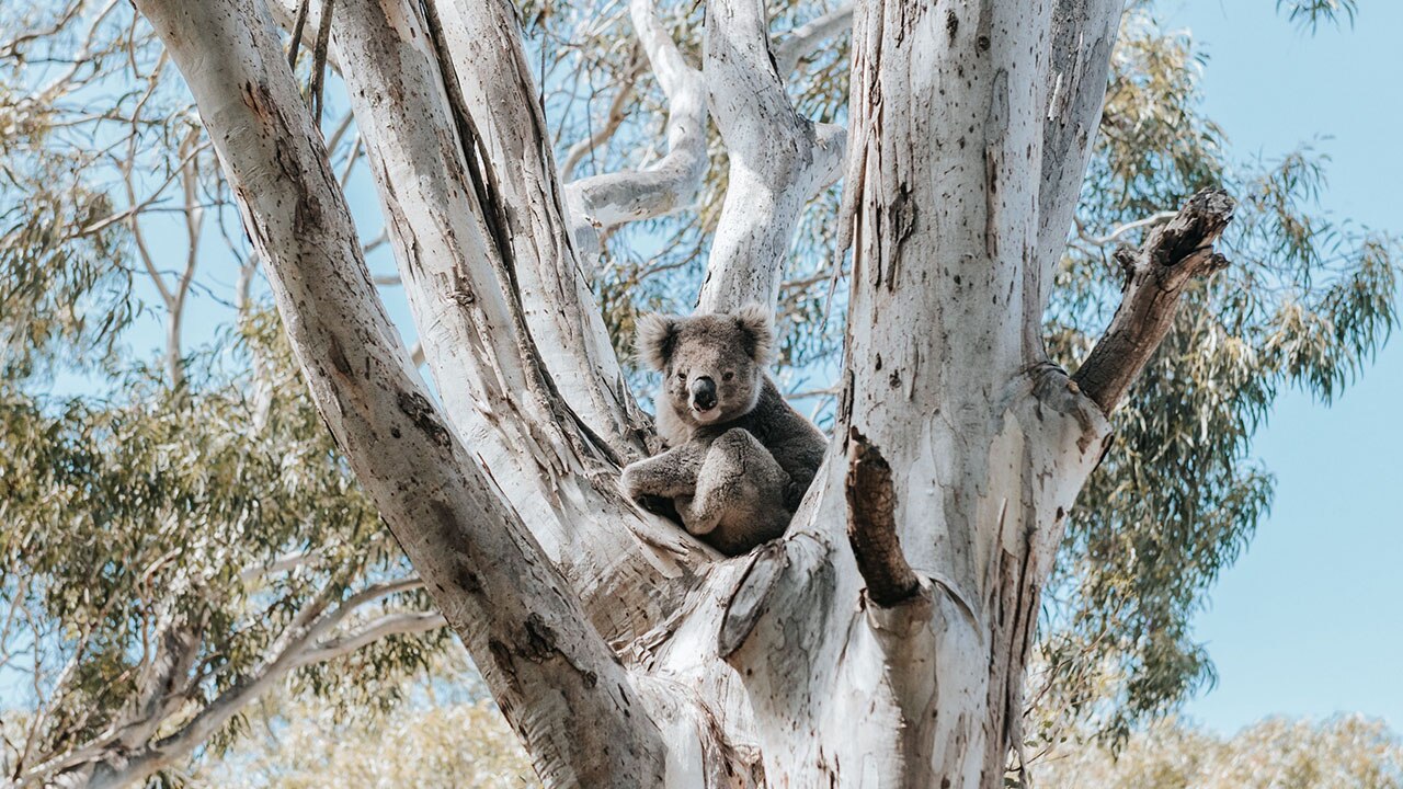 Stroll through streets lined with eucalyptus trees and weatherboard houses to natural bushland where you can see koalas in the wild. Picture: Nicky Cawood (Visit Victoria).